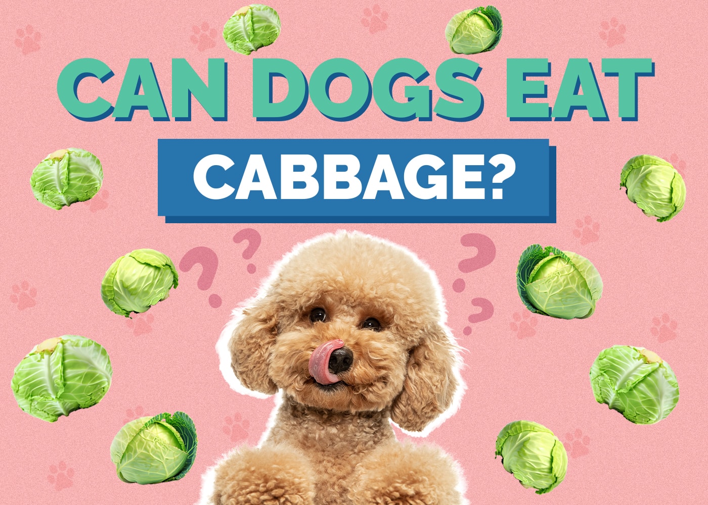 Can Dogs Eat Cabbage? Vet Approved Facts & FAQ