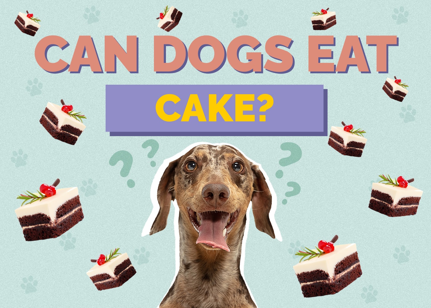 Can Dogs Eat Cake? Vet-Reviewed Health Facts & FAQ