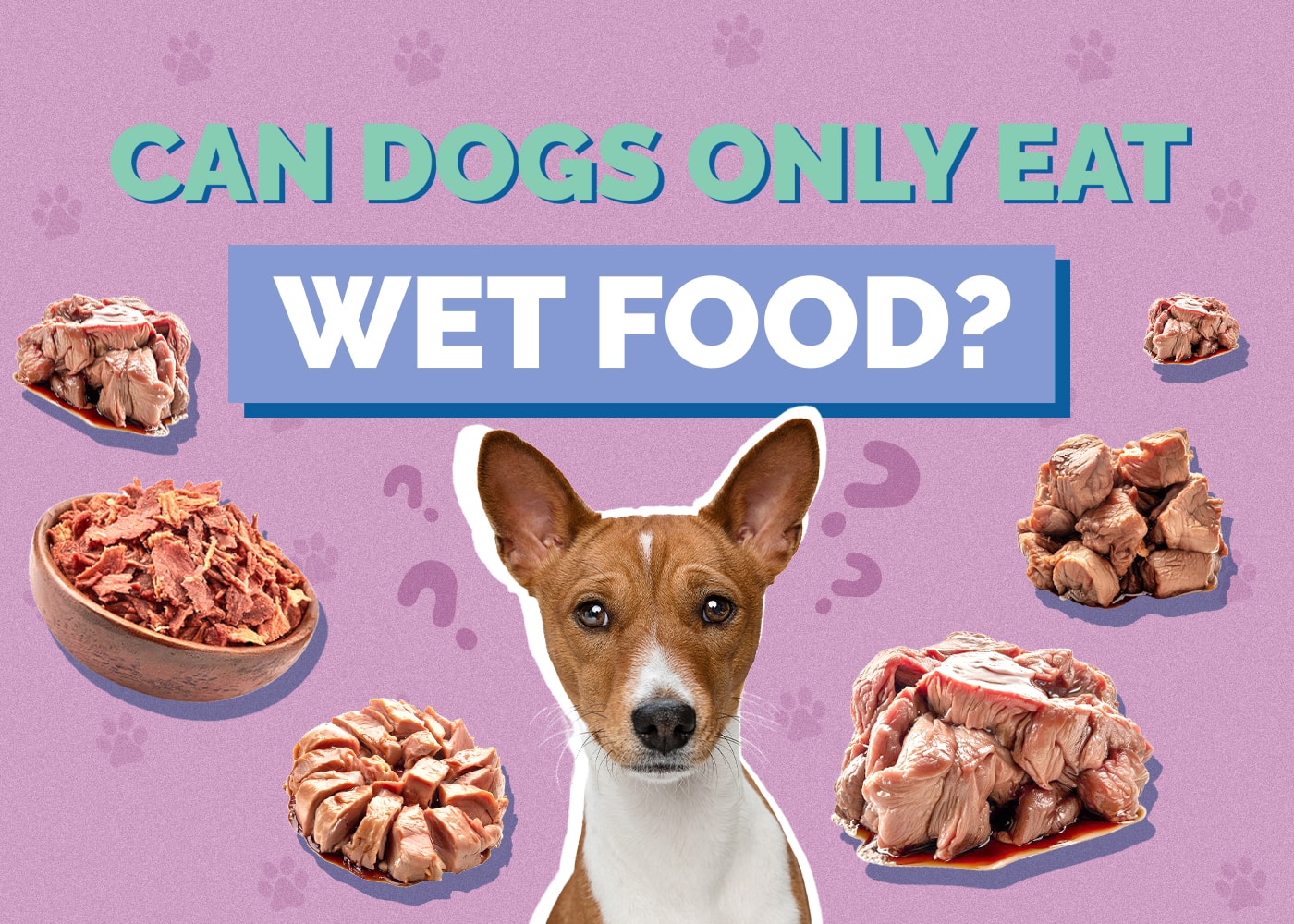 Can My Dog Only Eat Wet Food and Be Healthy? Vet-Approved Facts