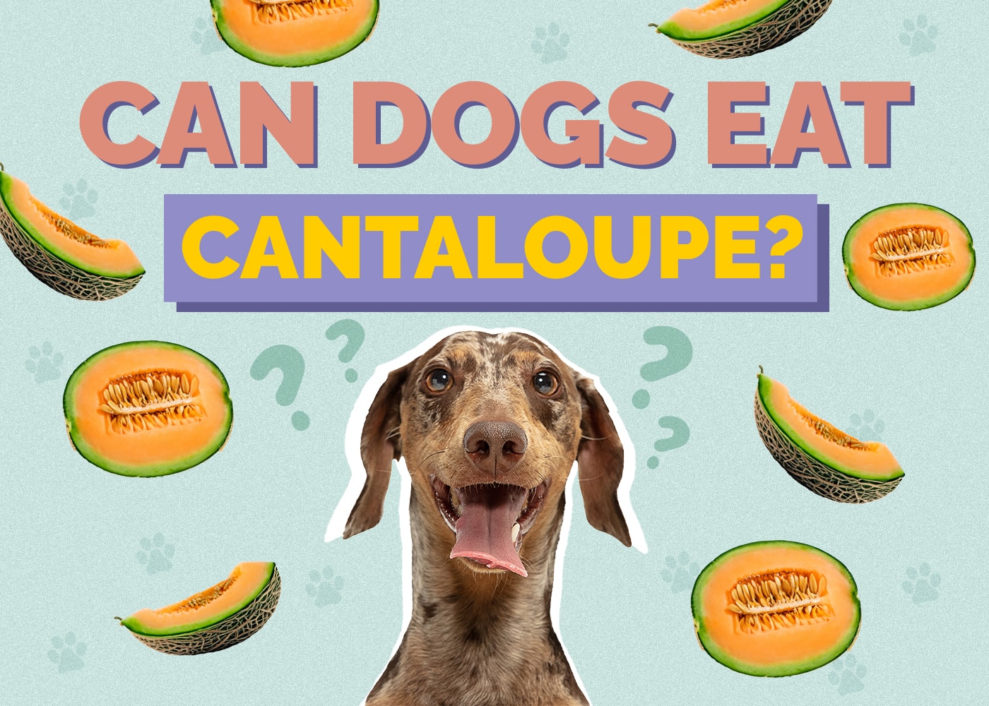 Can Dogs Eat Cantaloupe? Is Cantaloupe Safe for Dogs?