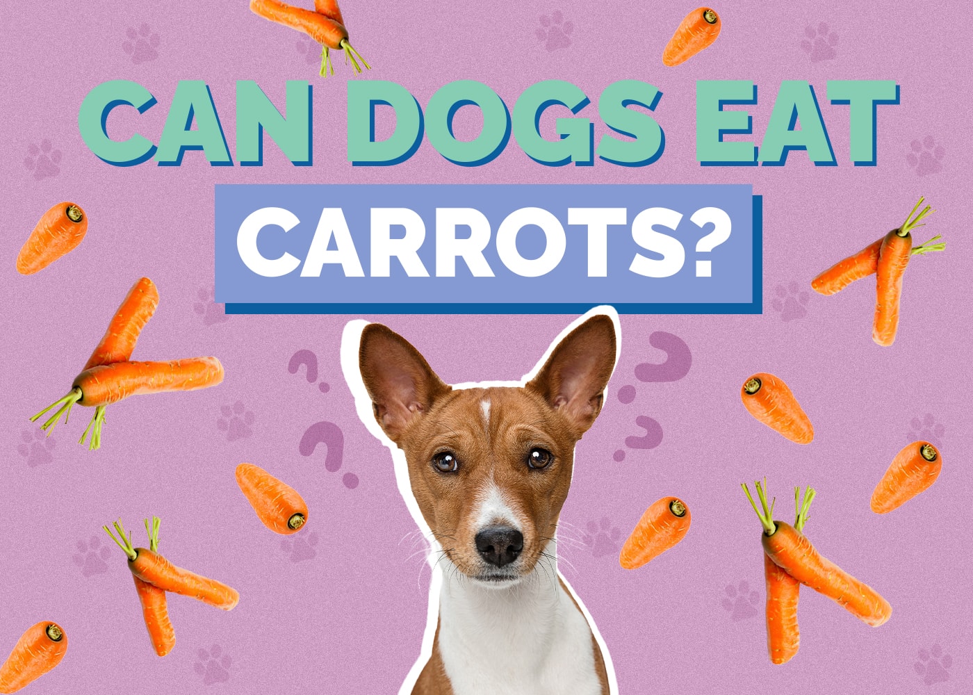 Can Dogs Eat Carrots? Vet-Reviewed Facts & FAQ