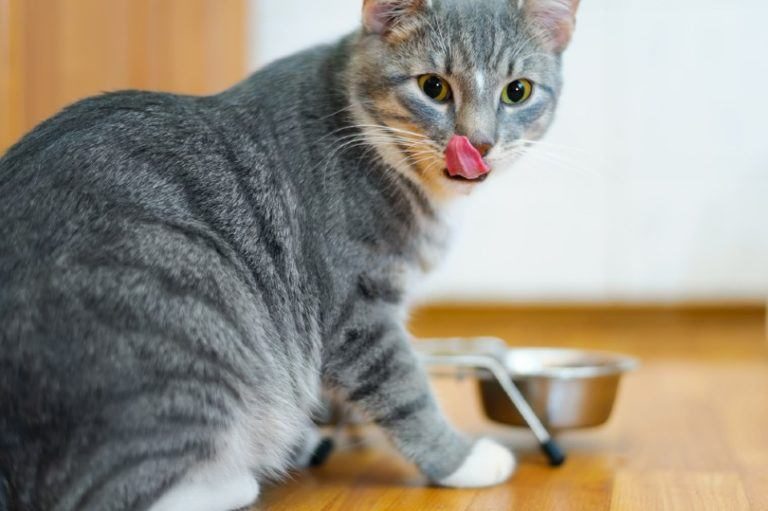 Do I Need to Feed My Cat Breed-Specific Food? Vet Approved Advice