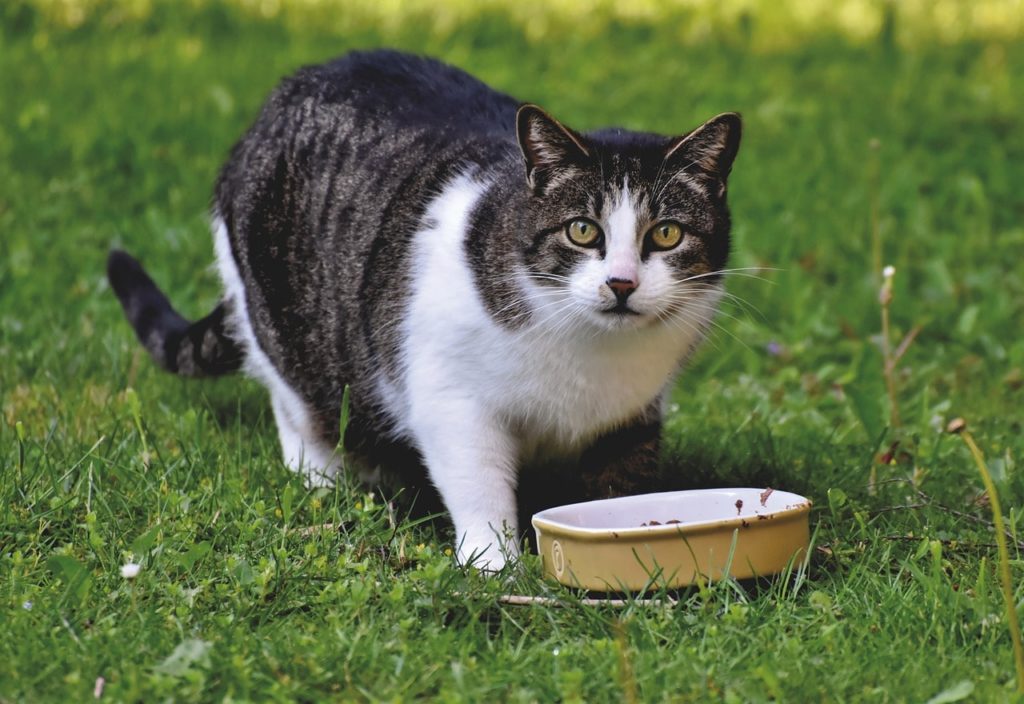 How Many Stomachs Do Cats Have? Vet-Verified Anatomy Facts