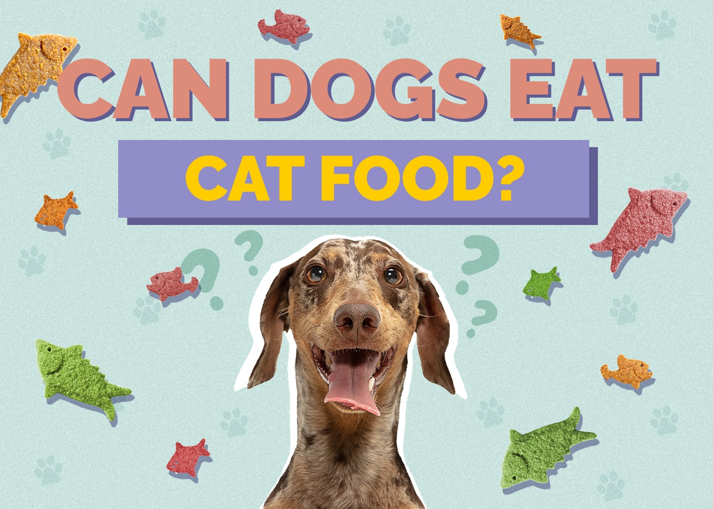 Can Dogs Eat Cat Food? Vet-Reviewed Facts to Know