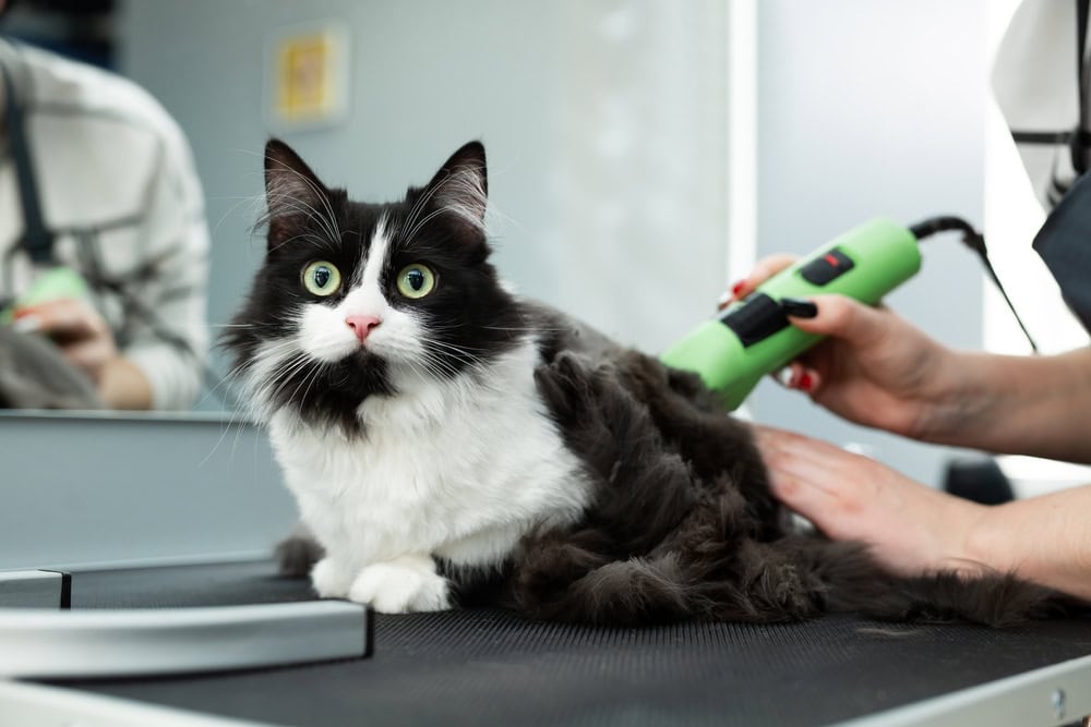 What Is the Cost of Cat Grooming? 2026 Price Guide