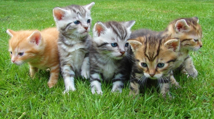 cat-kitten_piqsels
