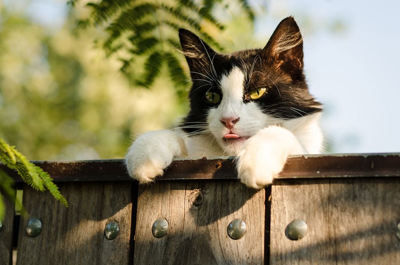 Why Do Cats Like High Places? 5 Reasons & Safety Tips