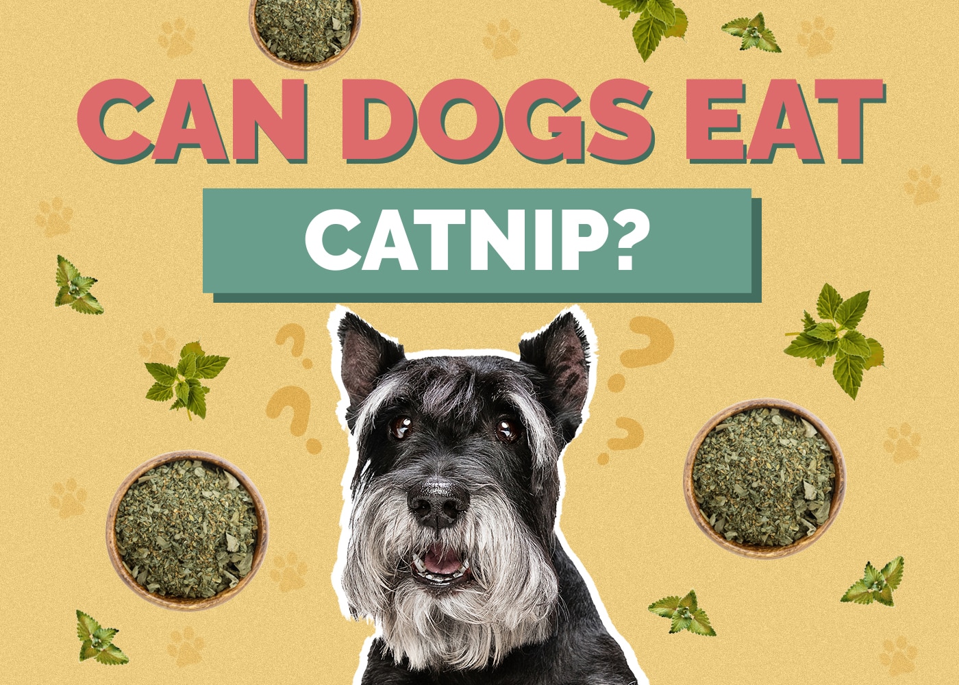 Can Dogs Eat Catnip? Vet Approved Facts & Safety Guide