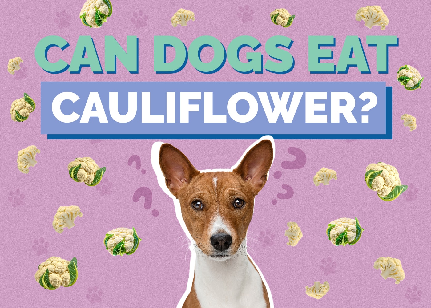 Can Dogs Eat Cauliflower? Vet-Reviewed Nutrition Facts & Benefits