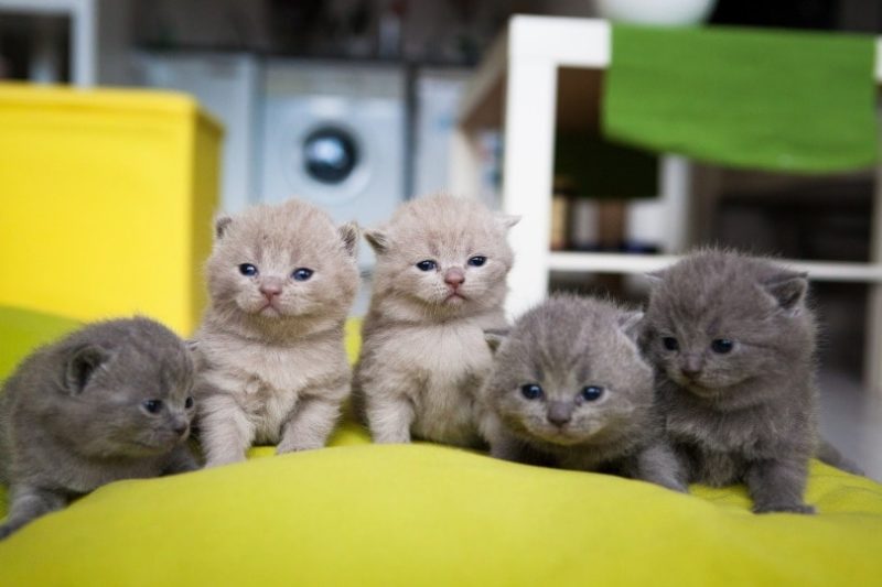 How Much to Feed a Kitten (with Kitten Feeding Chart)
