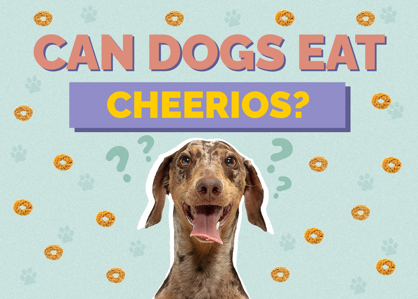 Can Dogs Eat Cheerios? Are Cheerios Okay for Dogs to Eat?