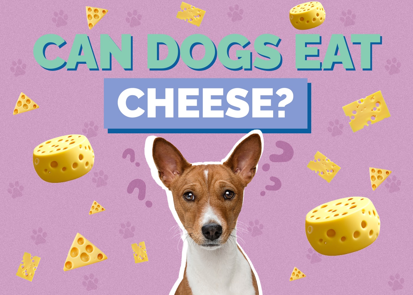Can Dogs Eat Cheese? Vet-Reviewed Nutritional Info