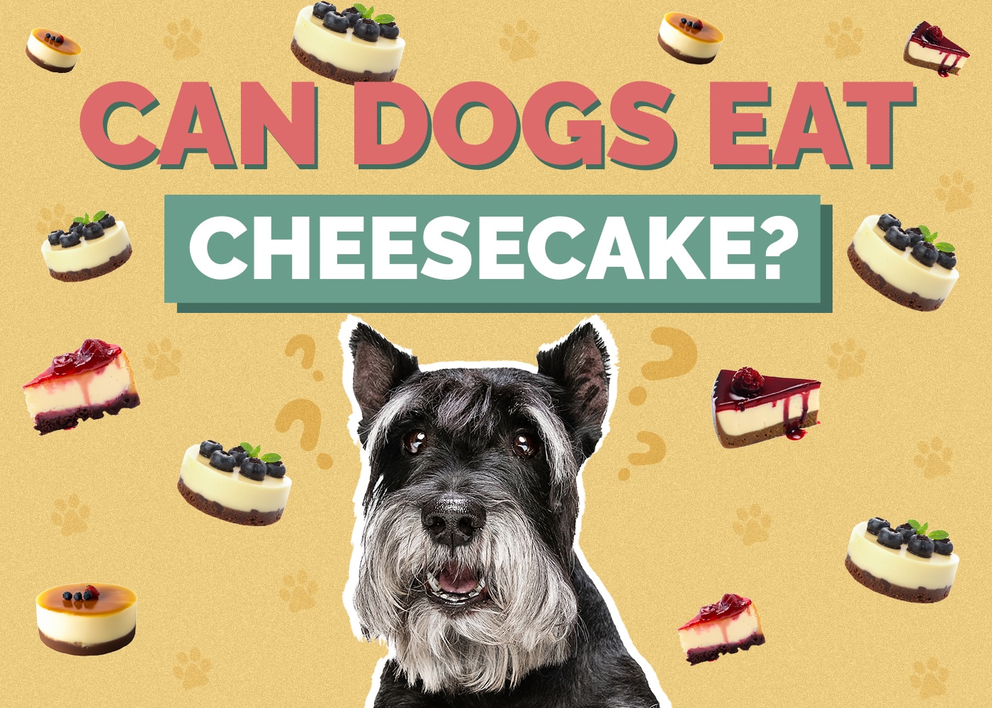 Can Dogs Eat Cheesecake? Is Cheesecake Safe for Dogs?