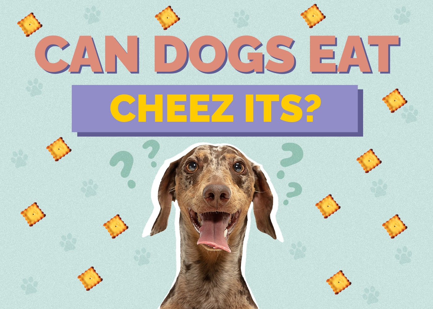 Can Dogs Eat Cheez-Its? Vet-Approved Health & Safety Facts