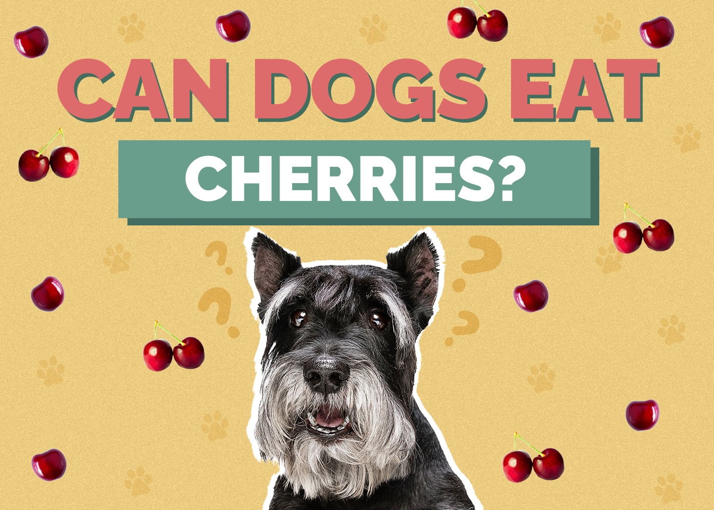 Can Dogs Eat Cherries? Facts, Risks & Safety Guide