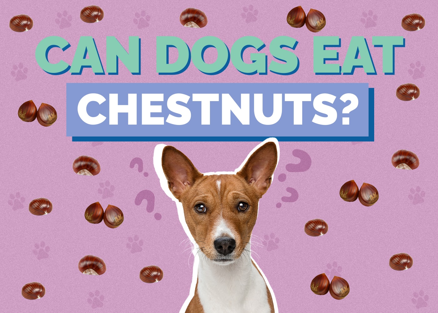 Can Dogs Eat Chestnuts? Vet-Approved Safety Facts & FAQ