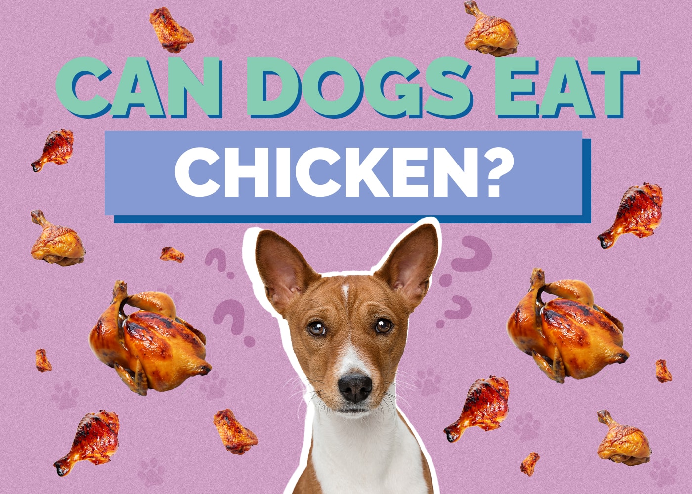 Can Dogs Eat Chicken? Vet-Reviewed Nutrition Facts & FAQ