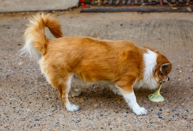 Why Is My Dog Throwing Up Undigested Food? 8 Potential Issues