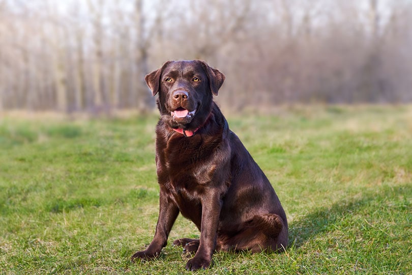 How Long Do Labrador Retrievers Live? Average Lifespan, Data & Care