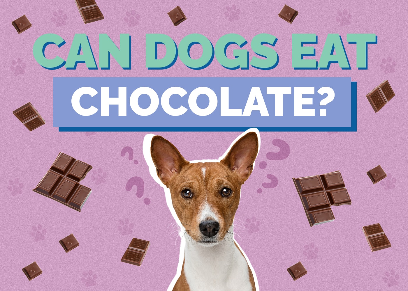Can Dogs Eat Chocolate? Toxicity Signs & What to Do (Vet Answer)