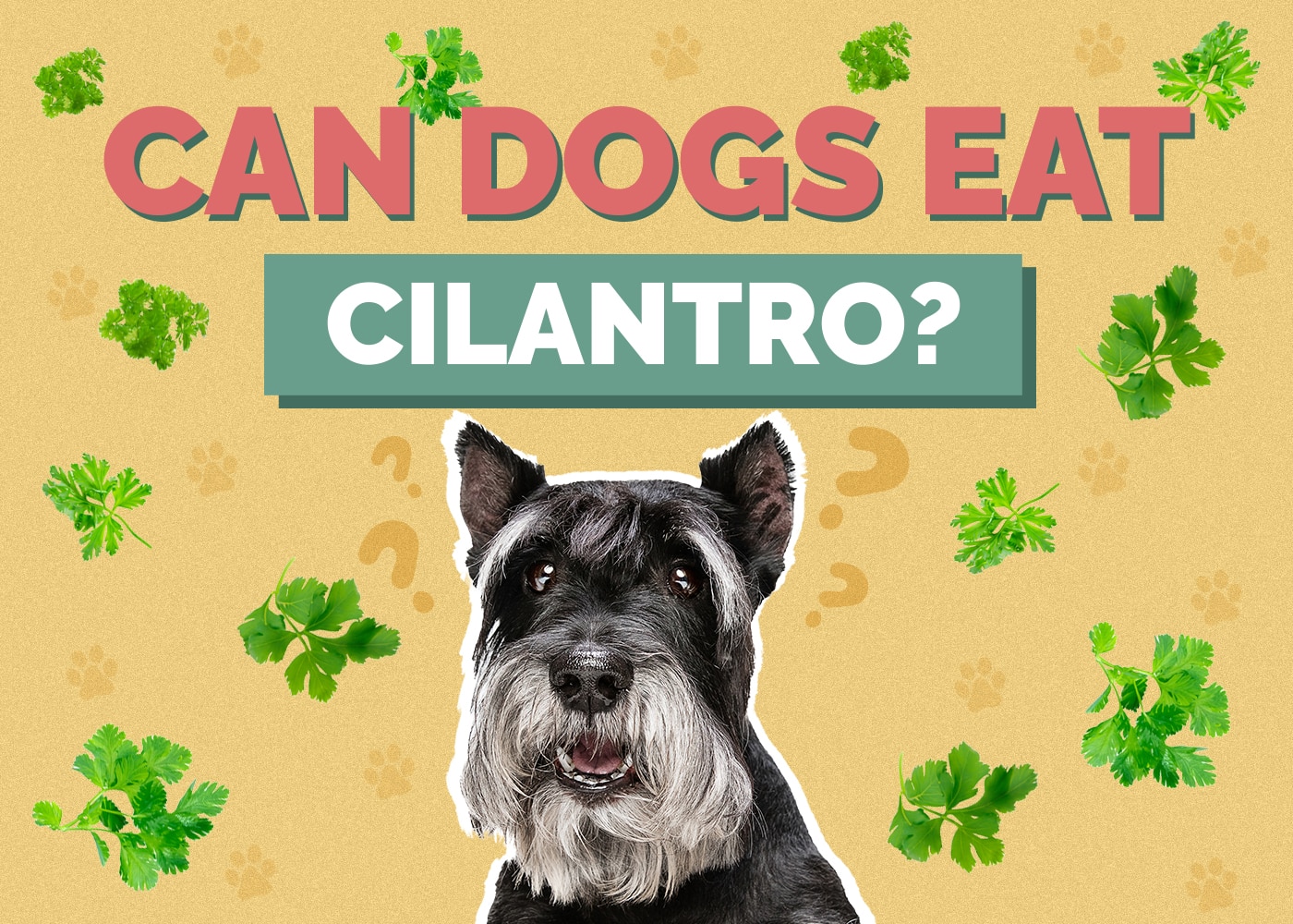 Can Dogs Eat Cilantro? Vet-Verified Nutrition Facts & Safety Guide