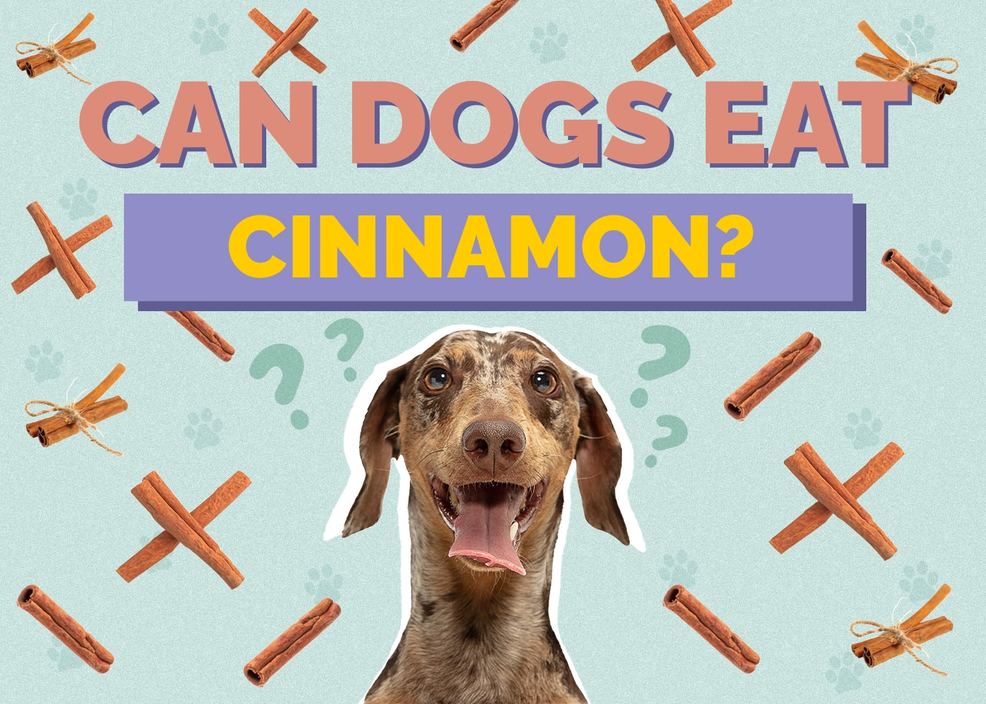 Can Dogs Eat Cinnamon? Vet Approved Facts & FAQ