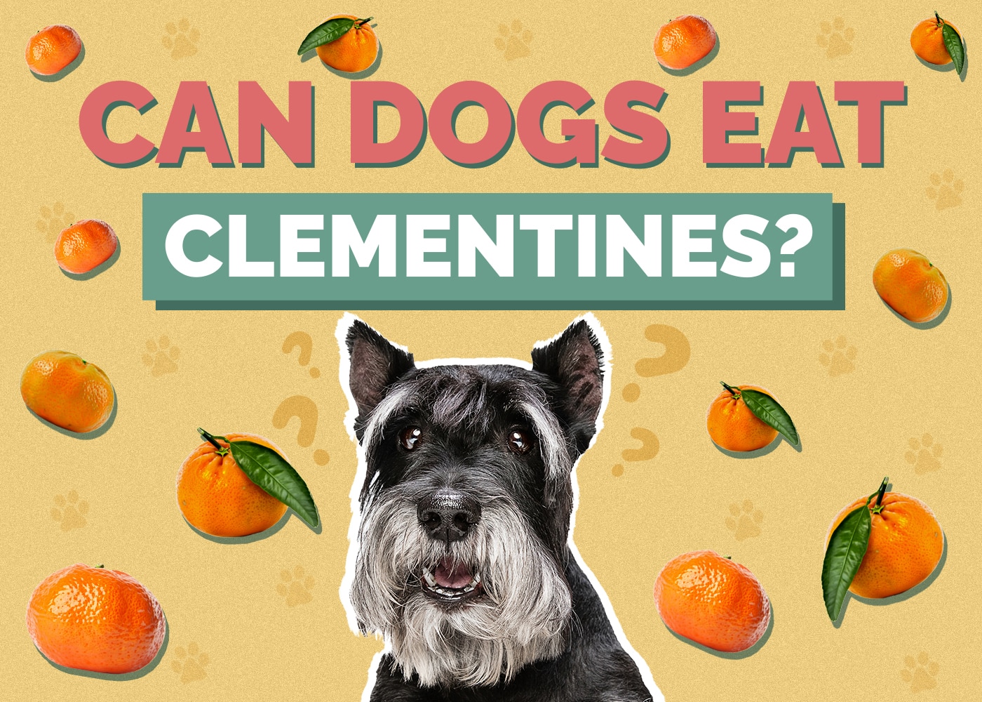 Can Dogs Eat Clementines? Vet-Verified Facts & Safety Guide