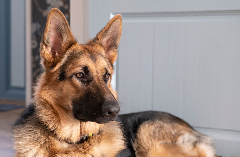 What Are Guard Hairs on a Dog? Vet-Approved Canine Fur Facts