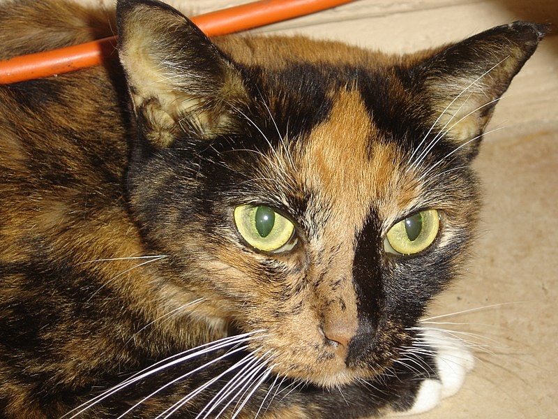 How Long Do Cats Take to Recover From Jaundice? Our Vet Answers