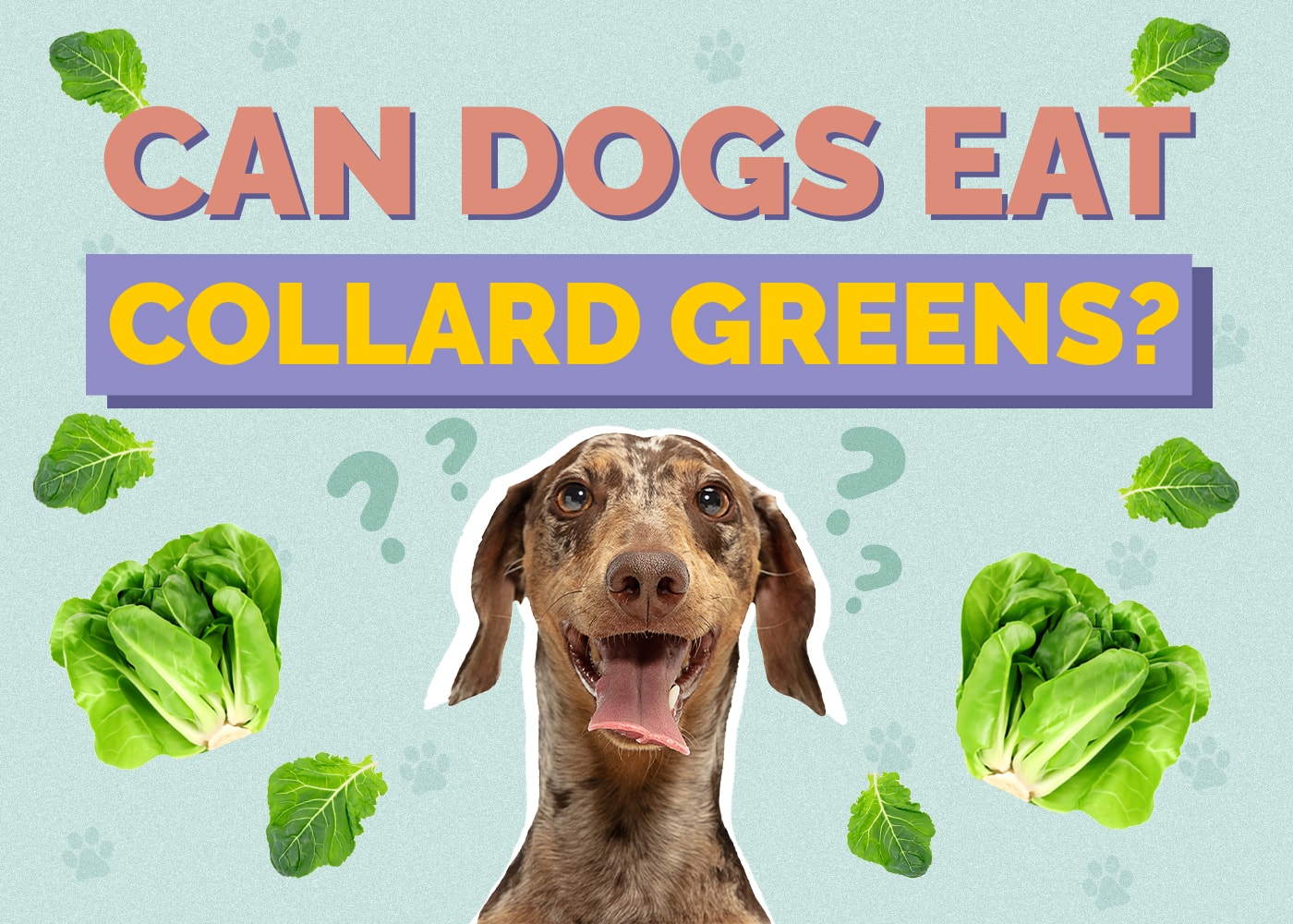 Can Dogs Eat Collard Greens? Nutrition & Safety Facts