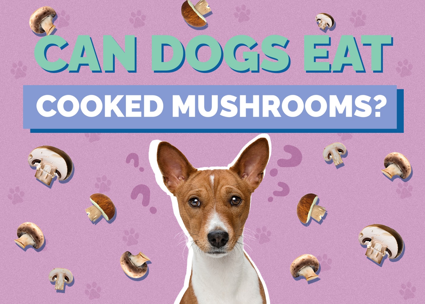 Can Dogs Eat Cooked Mushrooms? Are Cooked Mushrooms Safe for Dogs?