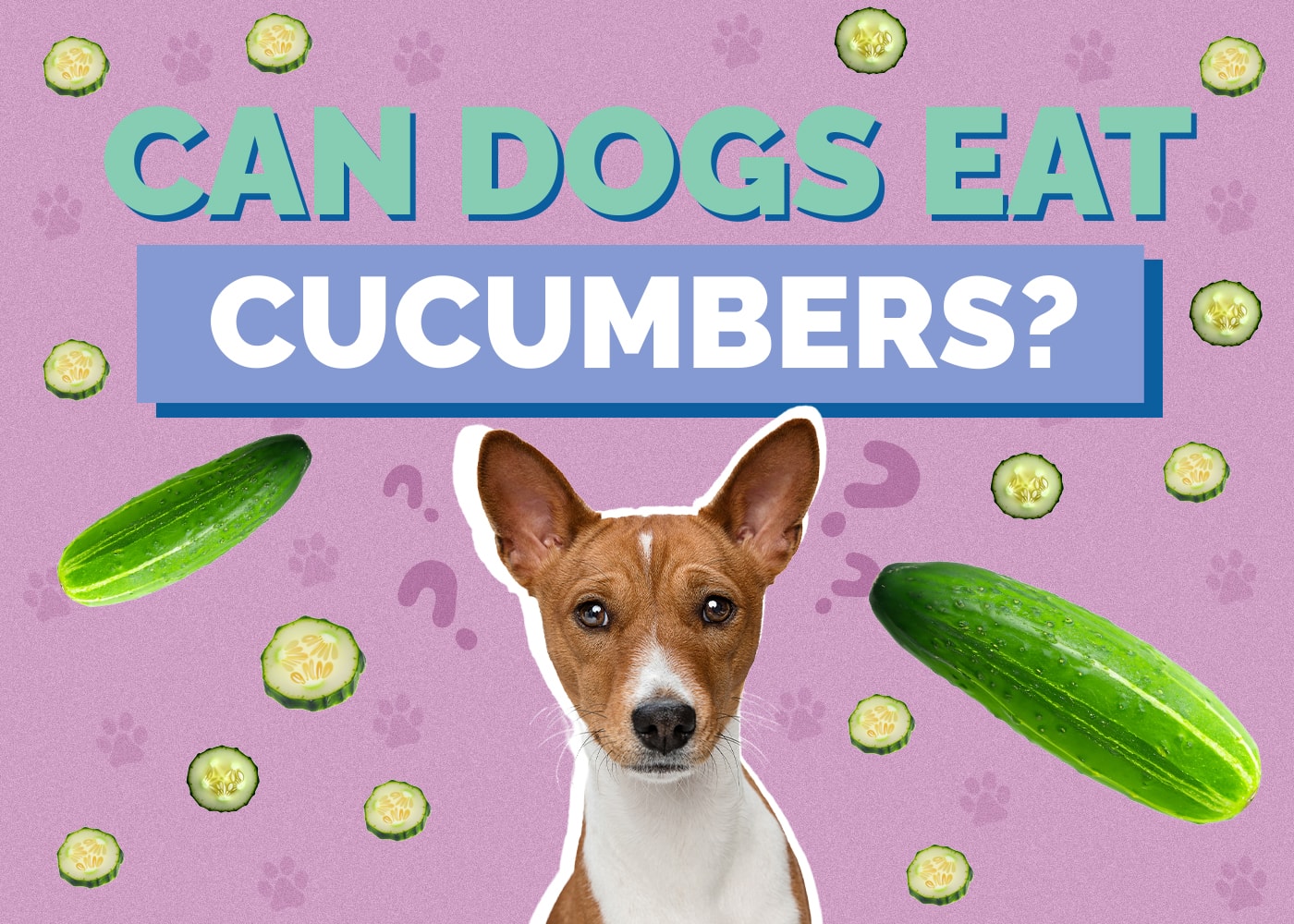 Can Dogs Eat Cucumbers? Vet-Approved Safety Facts