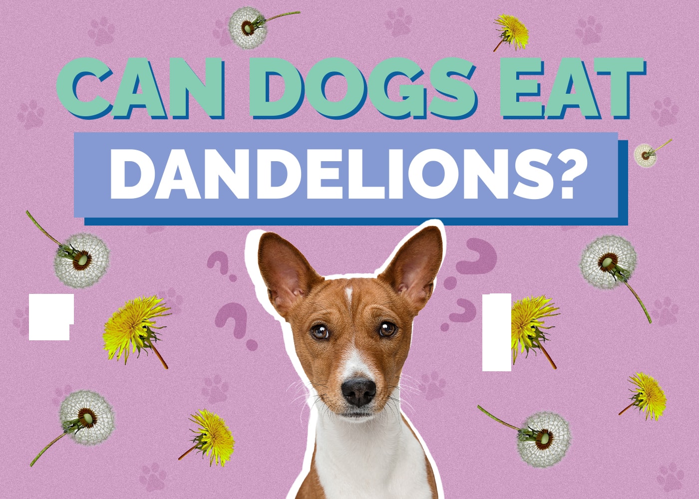 Can Dogs Eat Dandelions? Vet-Verified Facts & Info