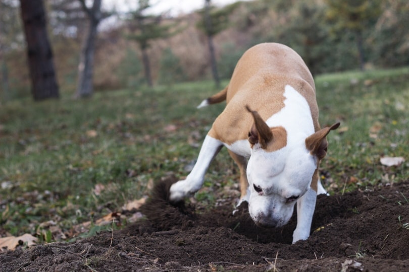 How to Stop a Dog From Digging Up Your Yard: 12 Proven Methods