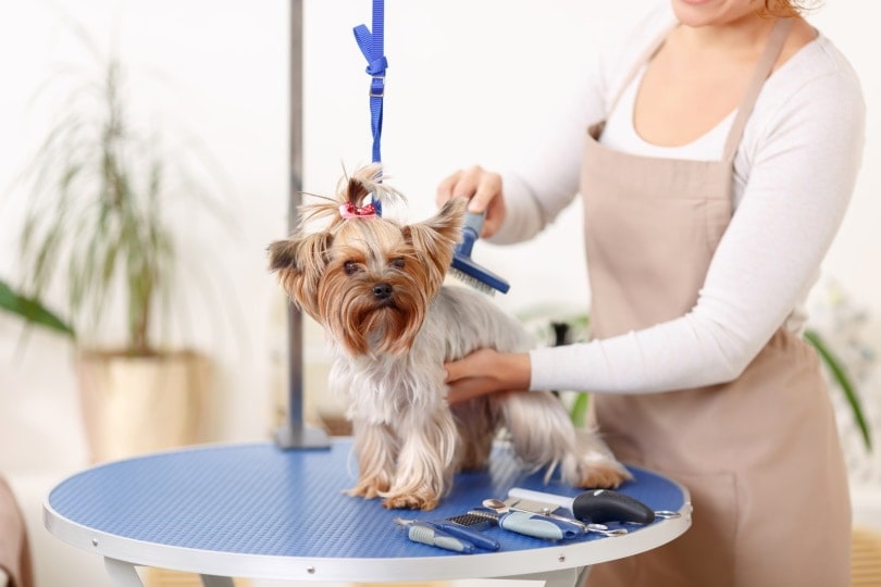 What Is the Cost of Dog Grooming in Australia? 2026 Update