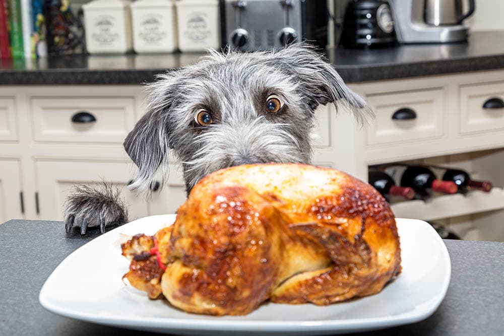 9 Foods Dogs Should & Shouldn’t Eat on Thanksgiving: Vet-Approved Options