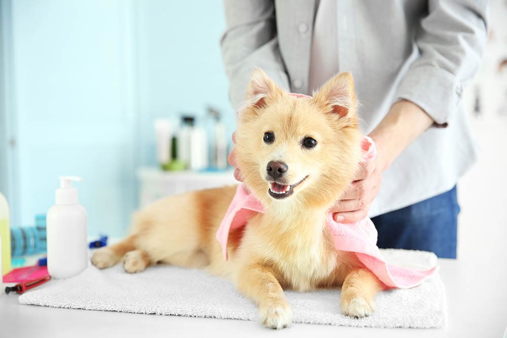 Do Dogs Feel Better After Grooming? What You Need to Know