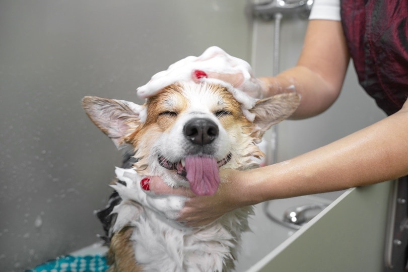9 Best Natural Flea Treatment for Dogs - 2026 Reviews & Top Picks