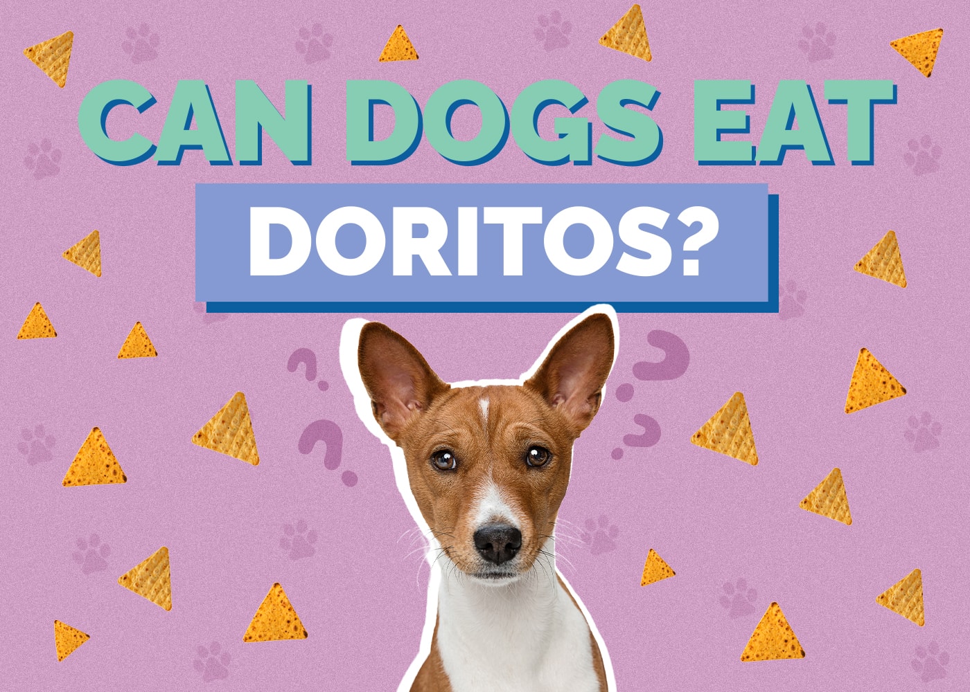 Can Dogs Eat Doritos? Vet-Reviewed Facts & Safety Guide