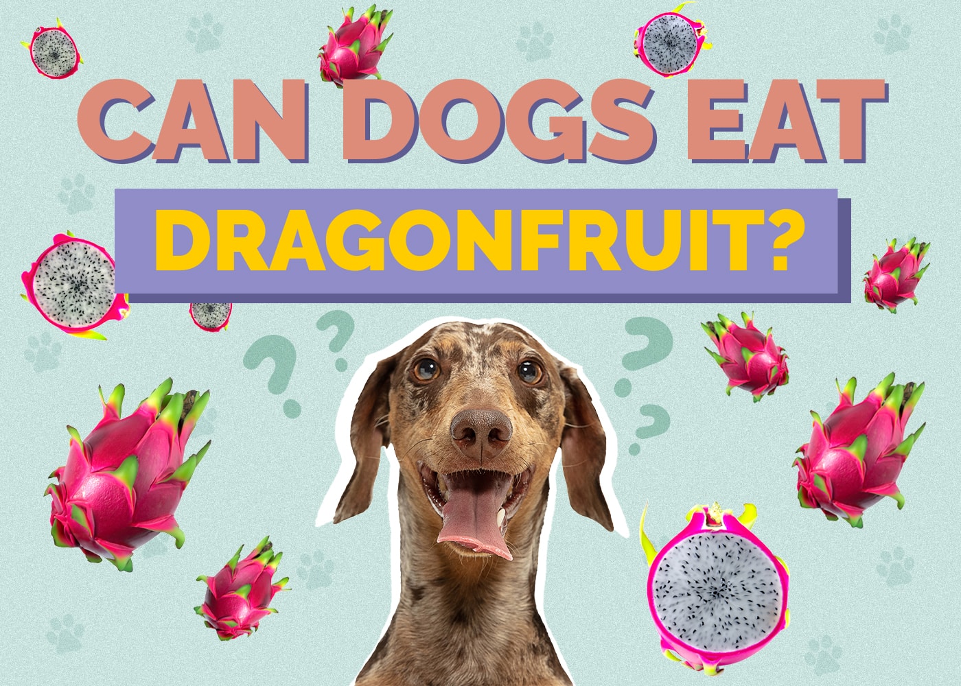 Can Dogs Eat Dragon Fruit? Is Dragon Fruit Safe for Dogs?