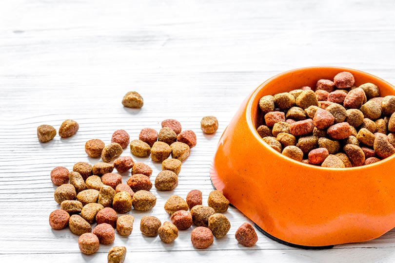 What Is Crude Protein in Dog Food? Vet-Approved Benefits & Concerns