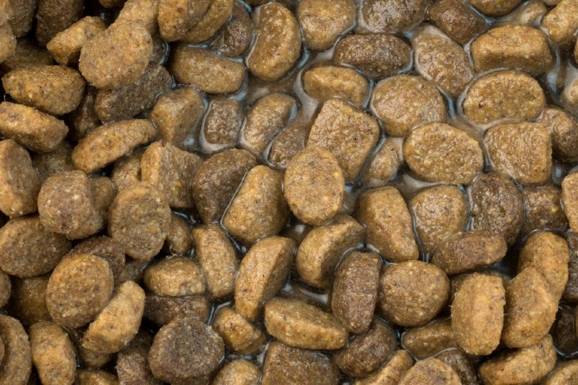 Should You Add Water to Dry Dog Food? Vet-Approved Feeding Tips
