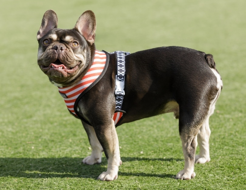 9 Best Harnesses for French Bulldogs in 2026 - Reviews & Top Picks