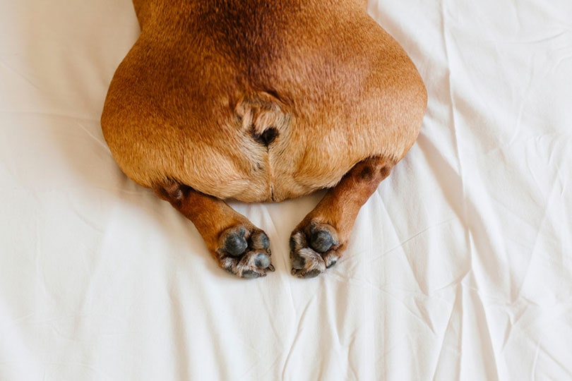 French Bulldog Anal Glands: Vet-Approved Facts