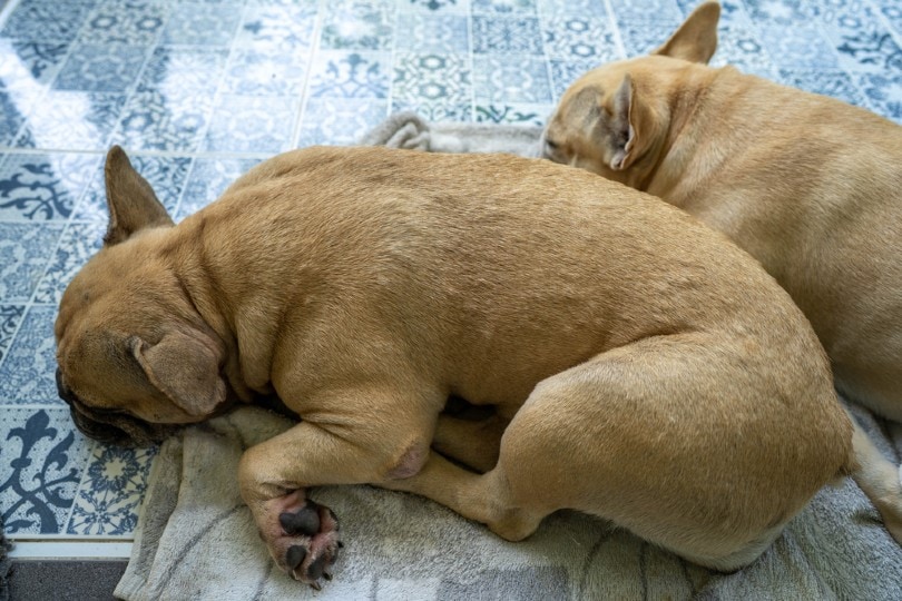 French Bulldog Skin Bumps: 5 Vet-Reviewed Causes