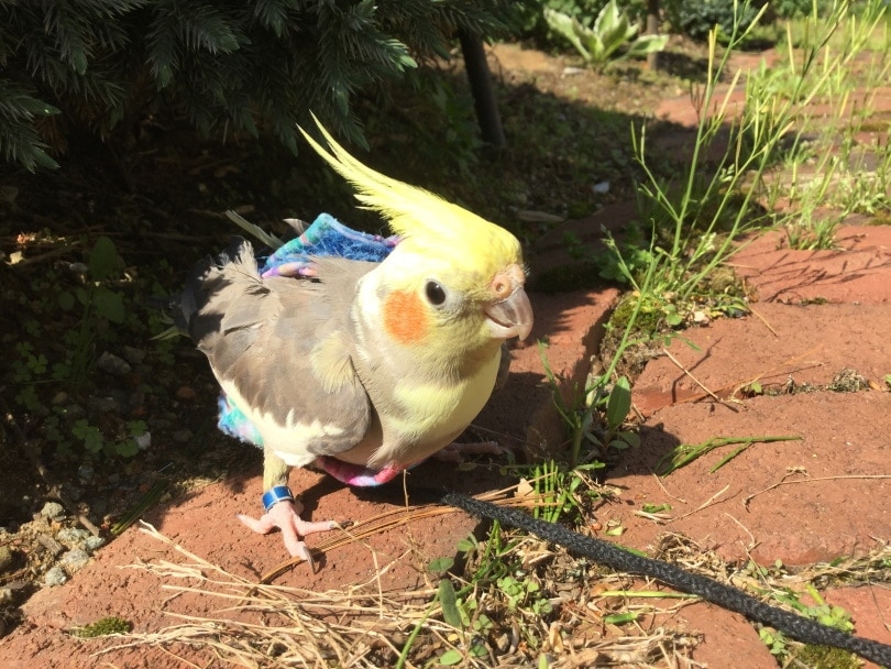 Pied Cockatiel: Info, Pictures, Origin & History