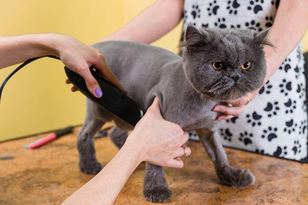 7 Best Cat Hair Clippers in Canada - 2026 Reviews & Top Picks
