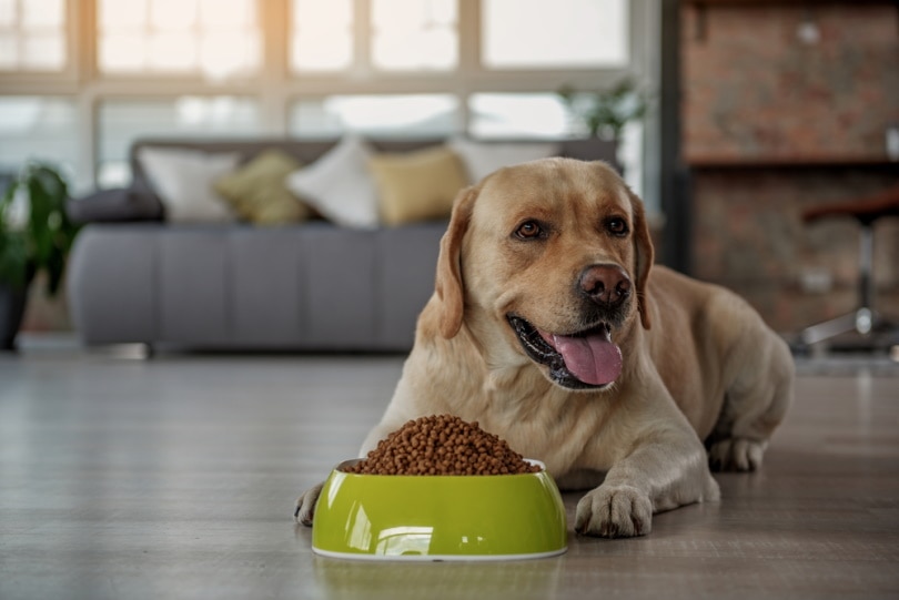 Is Corn in Dog Food Bad? What About Corn Syrup?