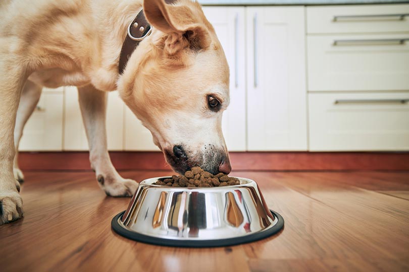 Is There Mercury In Dog Food? Diet & Health Facts, FAQs & Advice