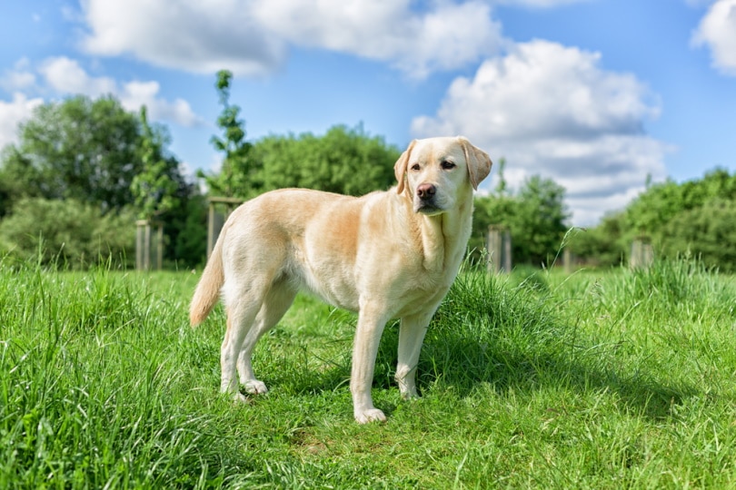 labrador retriever standing in the grass